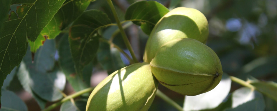 Este fruto, además de su excelente sabor y de sus propiedades nutritivas, es muy flexible en lo que refiere a la cocina, con platos dulces, salados o sola a modo de snack