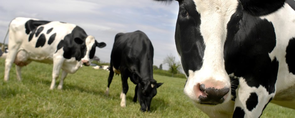 La marca se ha convertido en líder y referente en el litoral argentino, condición que le es reconocida por los productores más exigentes.