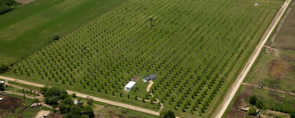 Pequeños y medianos productores de la zona han encarado el cultivo de nuez pecan como una actividad alternativa complementaria y otras como parte del proyecto de sus vidas.